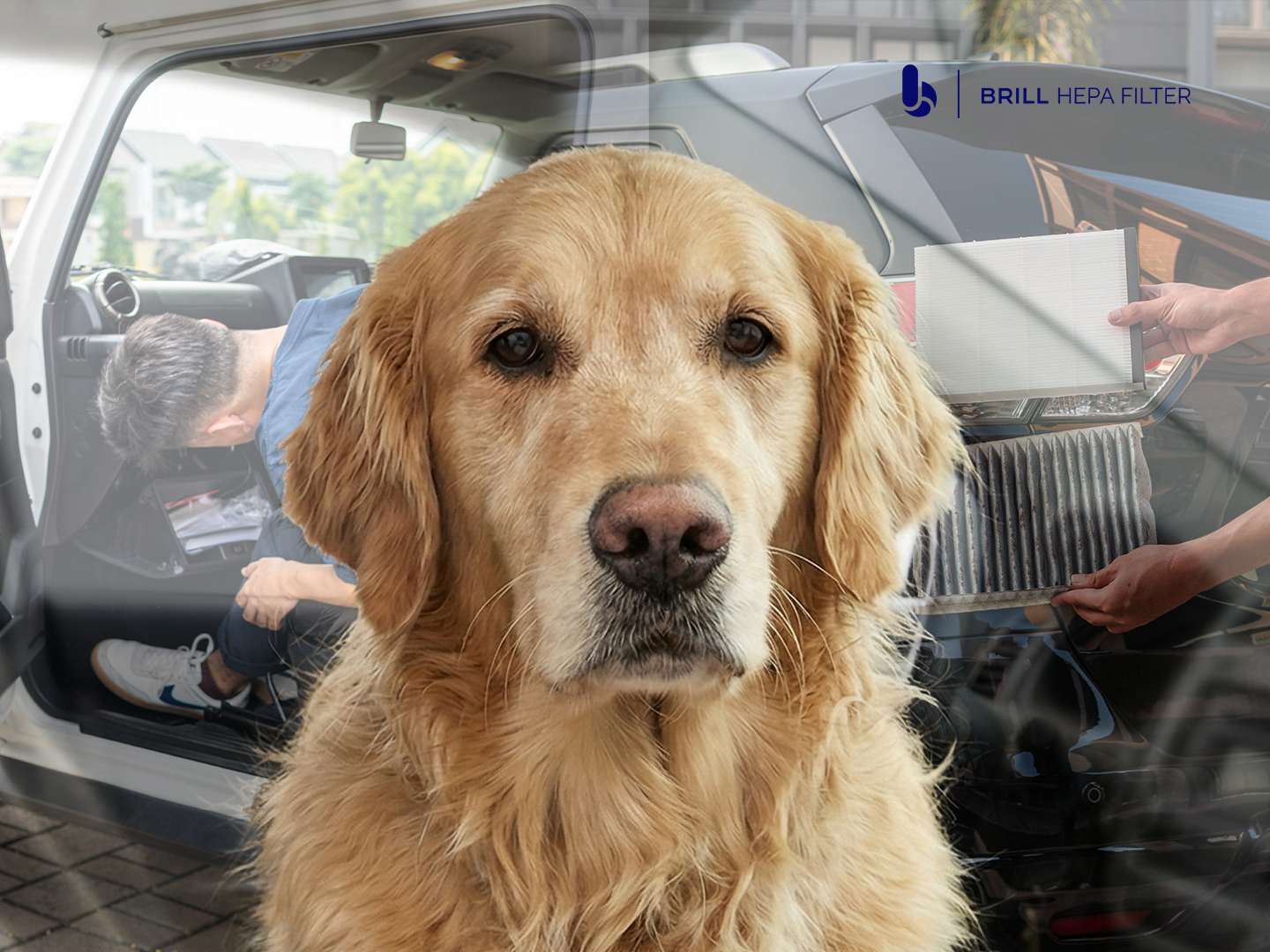 Bringing your pet in the car feels great. But the air inside might tell a different story.